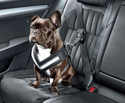 Transporter son chien en voiture