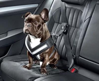 Transporter son chien en voiture
